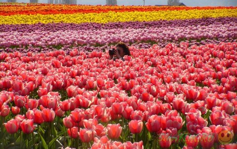 ����� ������ ���������