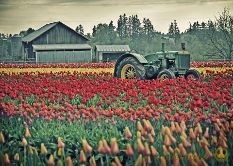 ����� ������ ���������