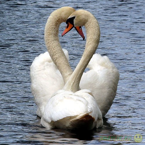 � �������� ������-������� ������� � �������� � ���������