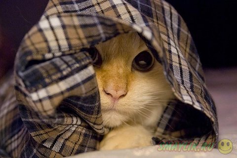 ����� ��������