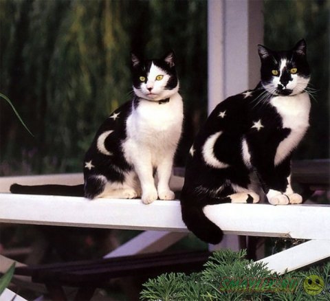 ����������� - ������������� ���� � ����� 