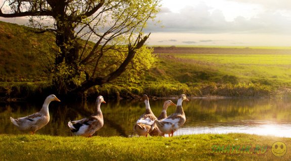 � ��������� ���� ��������� ������ � ���� �����, ����������� �����