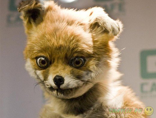 � ���������� ����� ���������� �������� ��������� ���� 