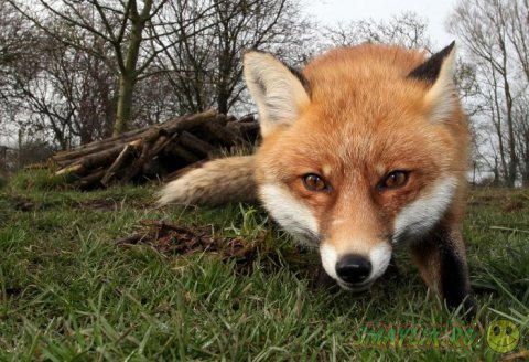 ������ � ��������� ����������� ��������� ��� ����� 