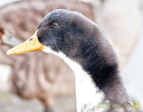 ���������� ���������� ����� �������� � ���� � ���� ������� ����