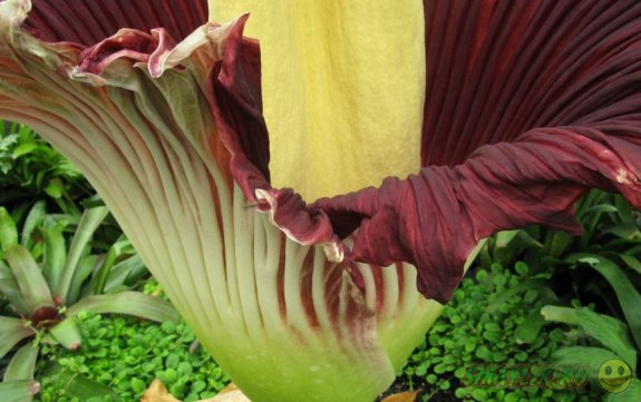 � ������������ ���� ������� ������� ������ Titan Arum 