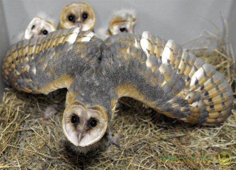 ���������� �������� ���������� ��������