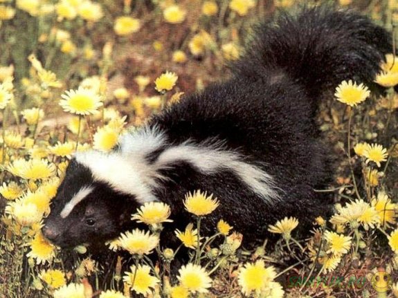 � �������������� �������� ������ ������������� ���� � ������ � �������