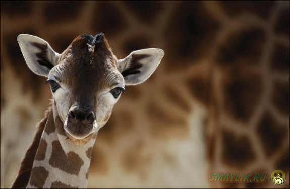 � ���������� �������� �������  � ������� 