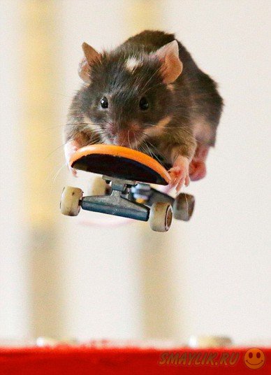 ����������� �����, ���������� �� ����������