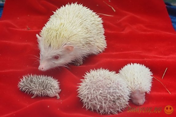 ����� ������, ��������� � ��� ����� ���� �� ������ �� ������