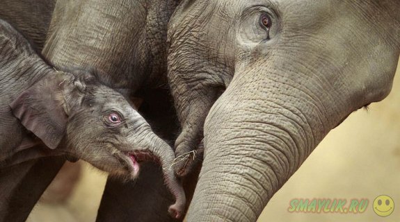 ������� �������� ������� ��� ��� ������ ��������