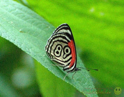 ������� Diaethria neglecta � ������ �89� �� �������