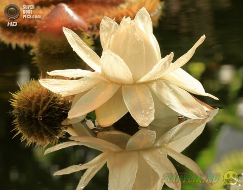 �������� ���������� - ����� ������� ��������� �������� �� �����