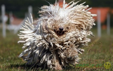 �������� ������� ���������� ��������