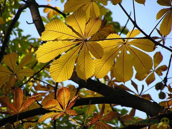 � ���������� �������� ���������� ������ ����� ��������� ���������