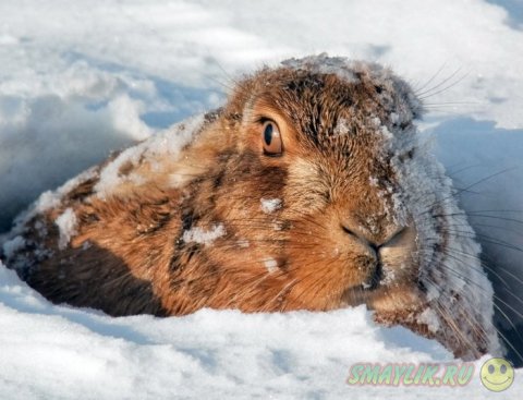 ��������� ����������� ����������� ����� ����� ������ 