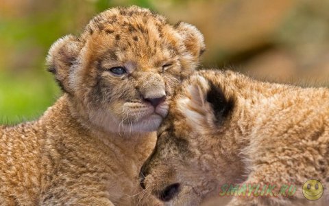 ������  ��������� ����� � ���������