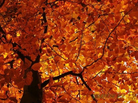 ������ �������� ����