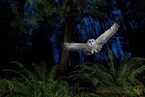 ������ ���������� � �������� Wildlife Photograher of the Year 2013