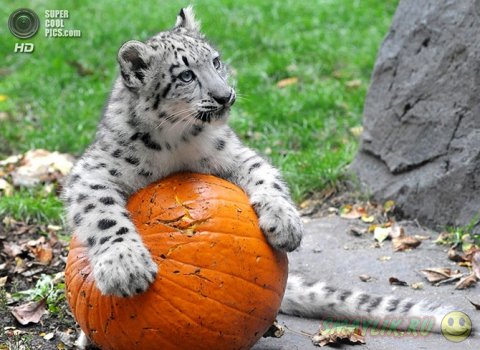 ������� ������� ������