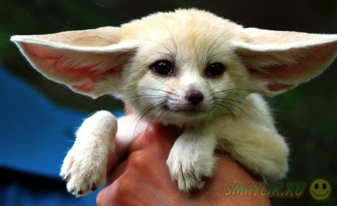 ����������� ������� ������