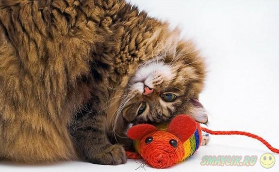 ������������ ����� ����������� 45 ���