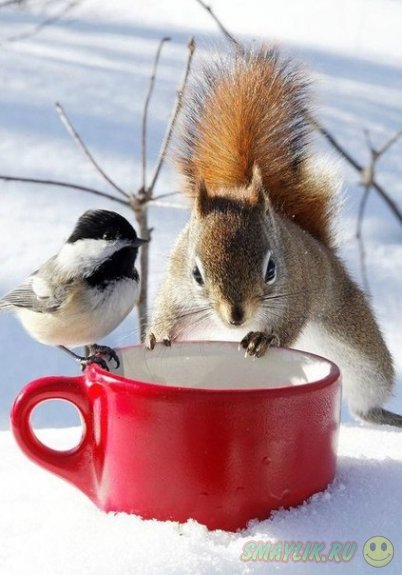 �������� ���� � �����������