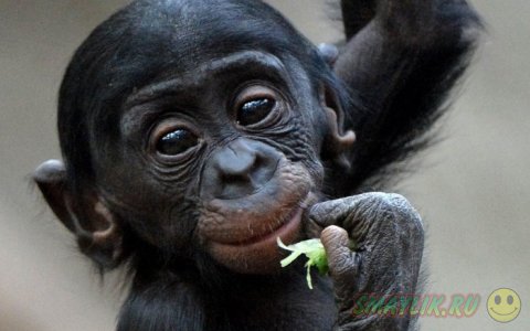 ������� �� ���� ��������