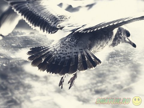 �����, ������� ������ � ���� 