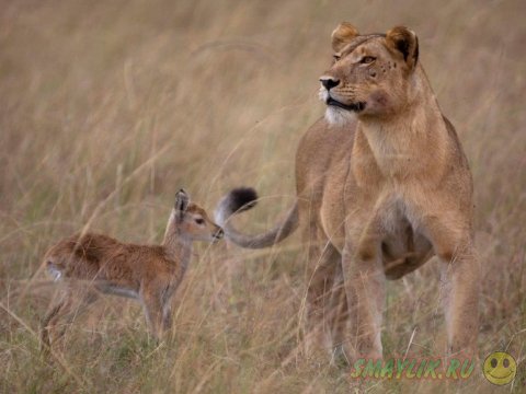  ����� �������� ������� ����� ���������