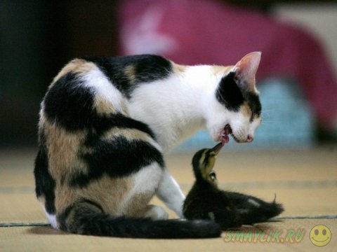  ����� �������� ������� ����� ���������