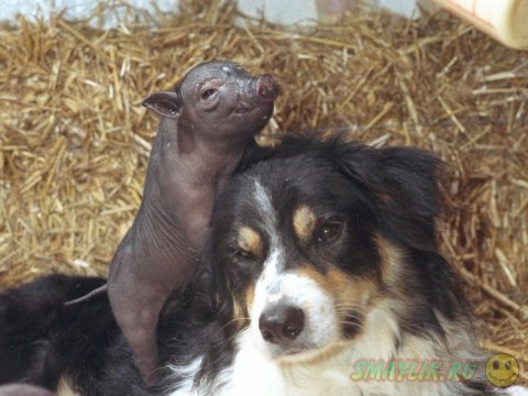  ����� �������� ������� ����� ���������