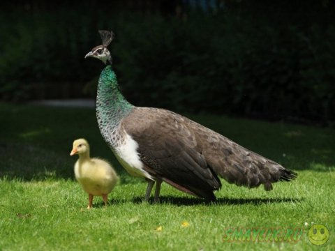  ����� �������� ������� ����� ���������