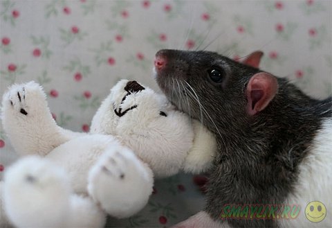 �������� ������ � ��������� �������