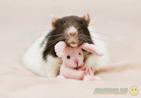 �������� ������ � ��������� �������