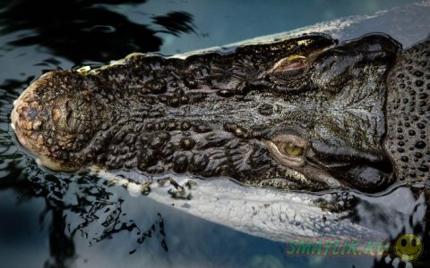 ������� �  �������� ���������� ��������