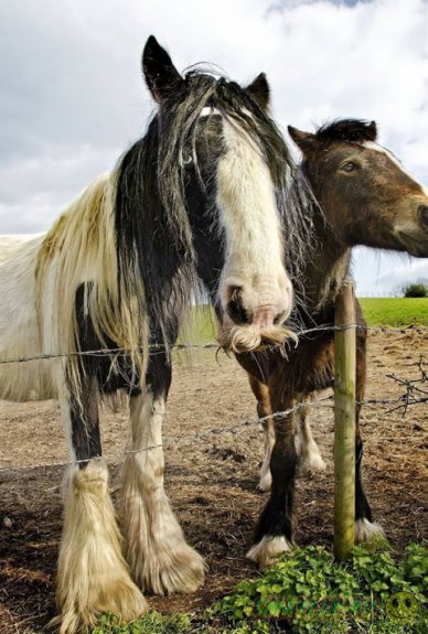 ����������� ��� � ��������