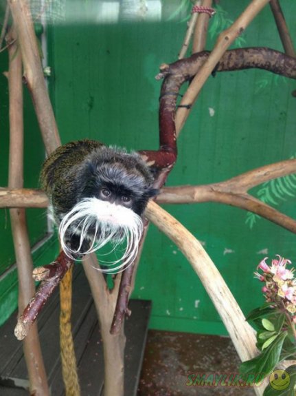 ����������� ��� � ��������