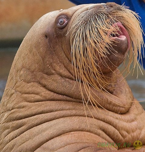 ����������� ��� � ��������