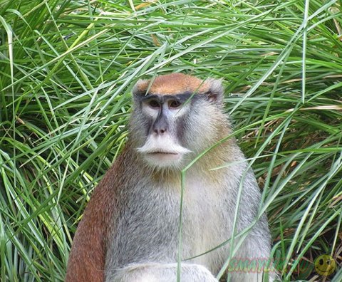 ����������� ��� � ��������