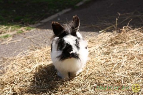 ����������� ��� � ��������