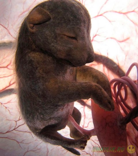 �������� �������� �� ��������