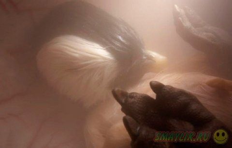 �������� �������� �� ��������