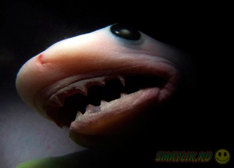 �������� �������� �� ��������