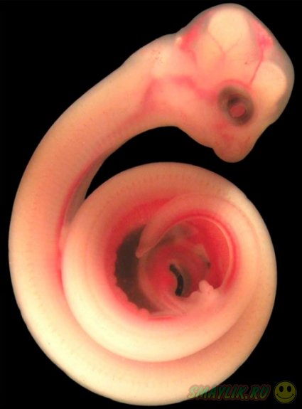 �������� �������� �� ��������