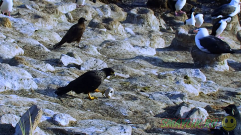 ����������� ������ � ����� ������� ���������