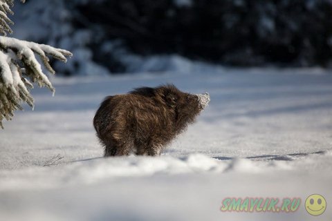 ����, �������� �������� � ������� ������