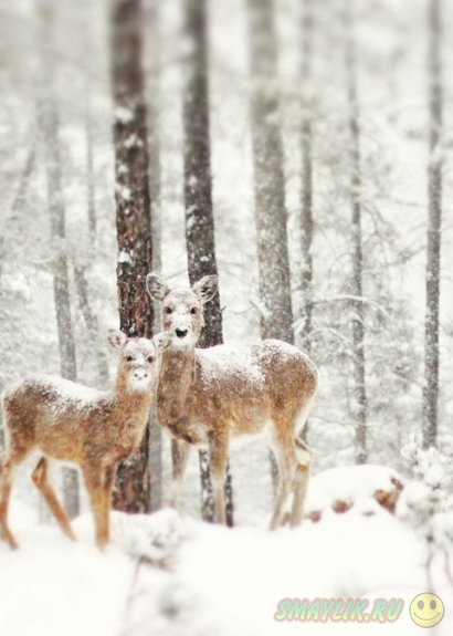 ����, �������� �������� � ������� ������