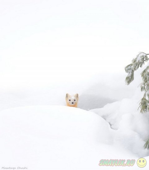 ����, �������� �������� � ������� ������